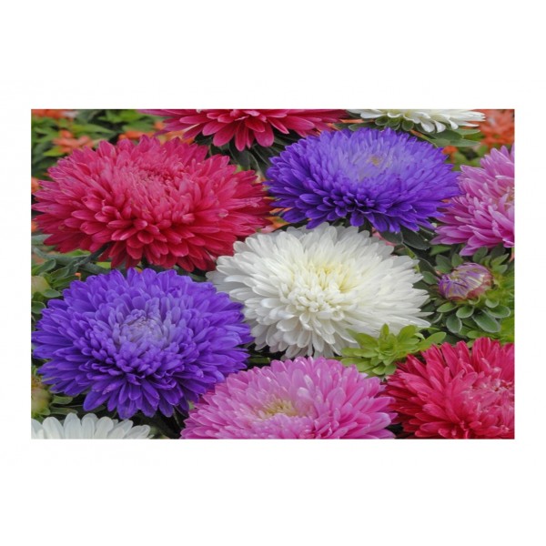 Kings Aster Duchess Mixed