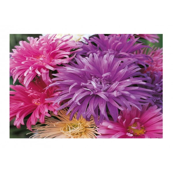 Kings Aster Ostrich Plume Mixed