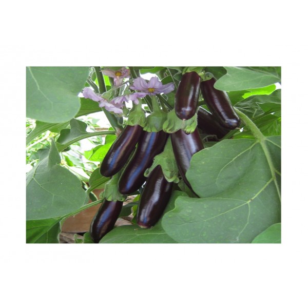 Kings Aubergine Long Purple