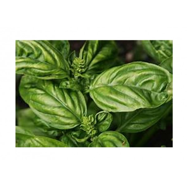 Kings Basil  Sweet