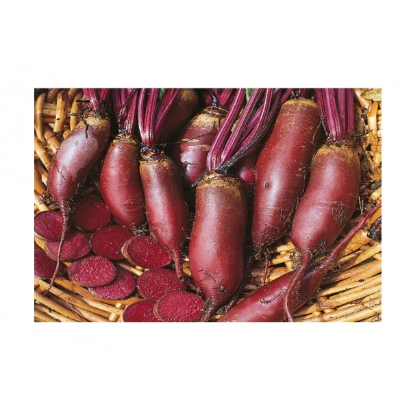 Kings Beetroot Cylindra