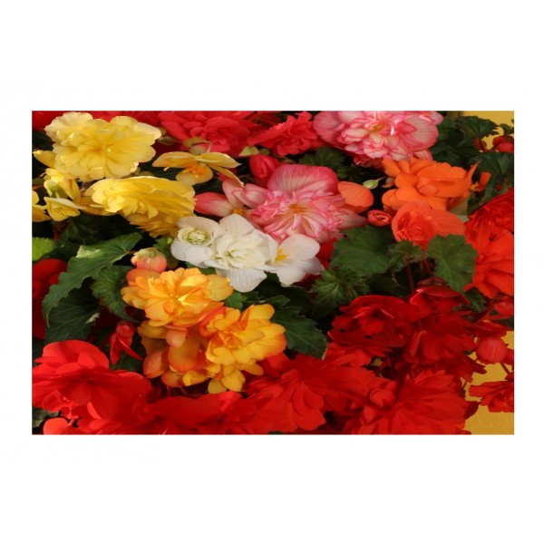 Kings Begonia  Chanson Mixed F1