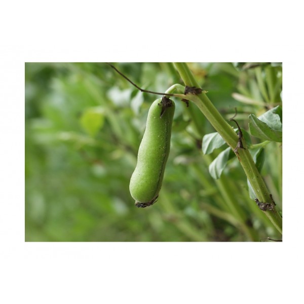 Kings Broad Bean The Sutton (Dwarf)