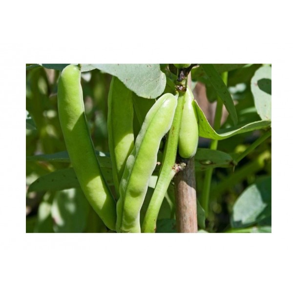 Kings Broad Bean Aquadulce Claudia