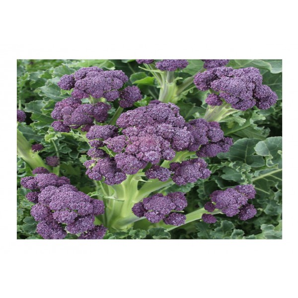 Kings Broccoli Purple Sprouting Claret F1