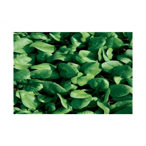 Kings Spinach Amazon F1