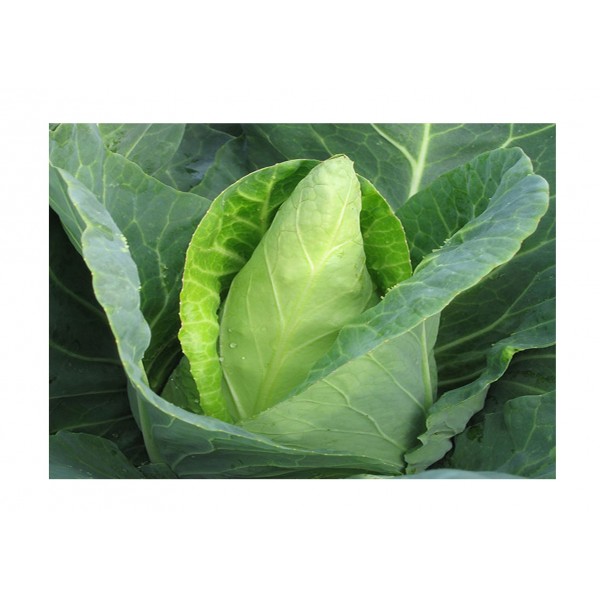 Kings Cabbage  Caraflex F1