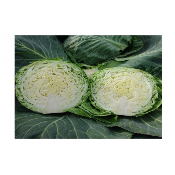 Kings Cabbage  Kalibro F1