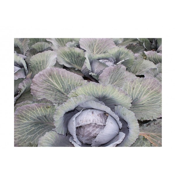 Kings Cabbage Red Lodero F1