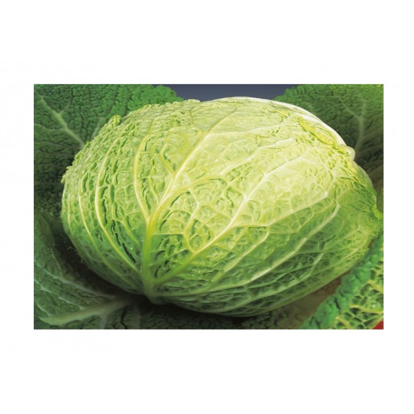 Kings Cabbage Savoy Best Of All