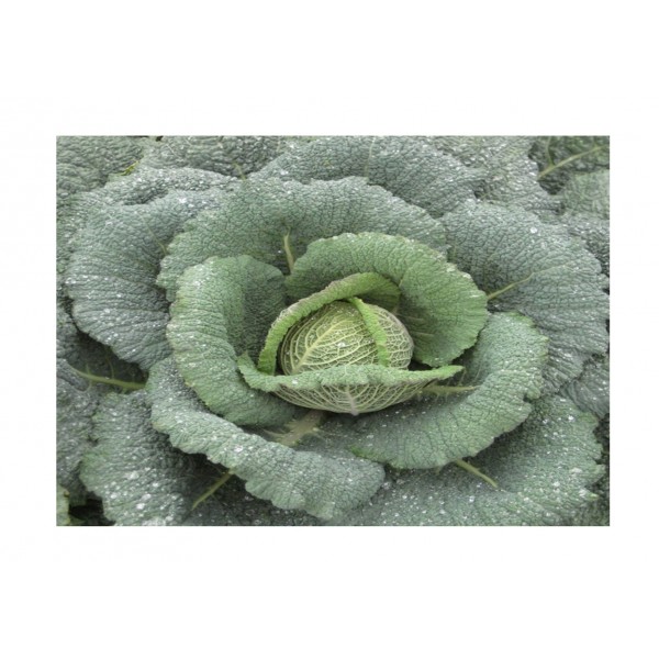 Kings Cabbage Savoy Wintessa F1