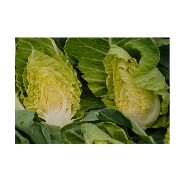 Kings Cabbage (Spring Greens) Winter Green