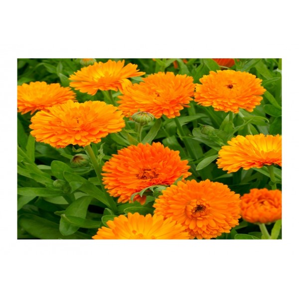 Kings Calendula Orange King