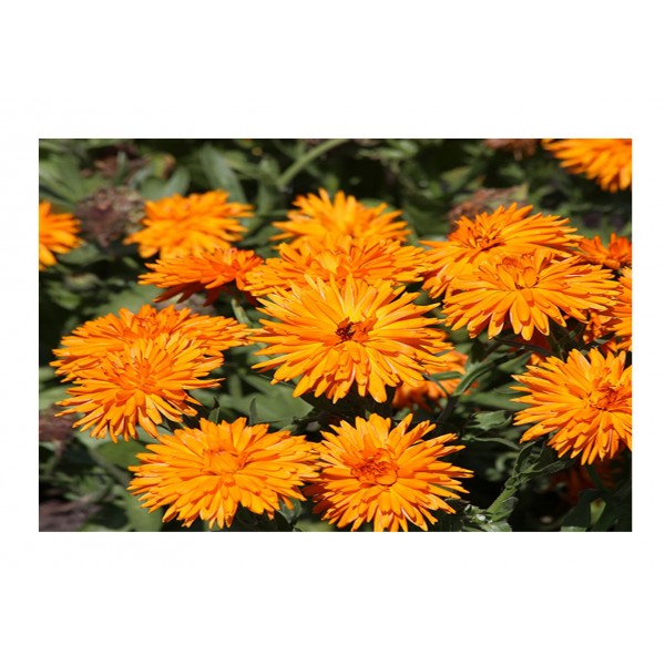 Kings Calendula Officinalis Calexis Orange