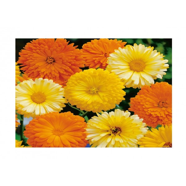 Kings Calendula Art Shades Mixed