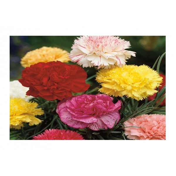 Kings Carnation Giant Chabaud Mixed