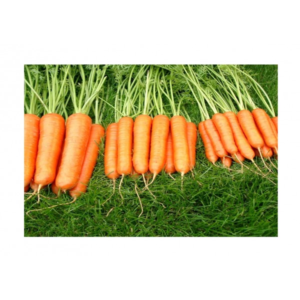 Kings Carrot Sweet Candle F1