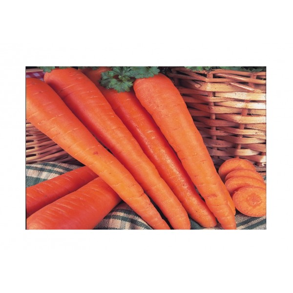 Kings Carrot James Scarlet Intermediate