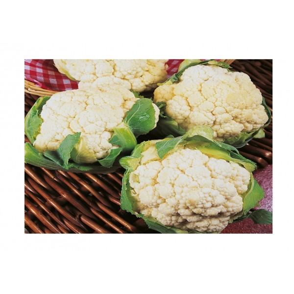 Kings Cauliflower  Igloo