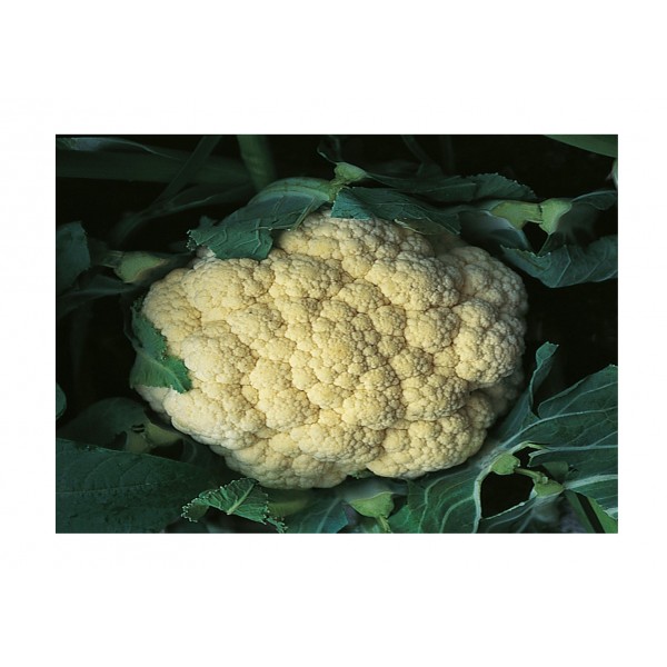 Kings Cauliflower  Snow March F1