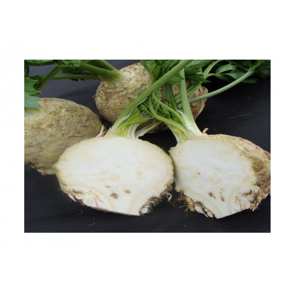 Kings Celeriac Asterix F1