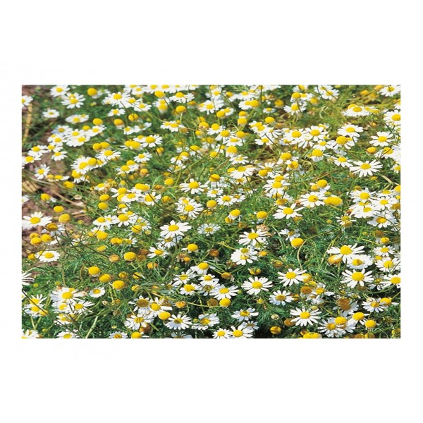 Kings Herb Chamomile Annual