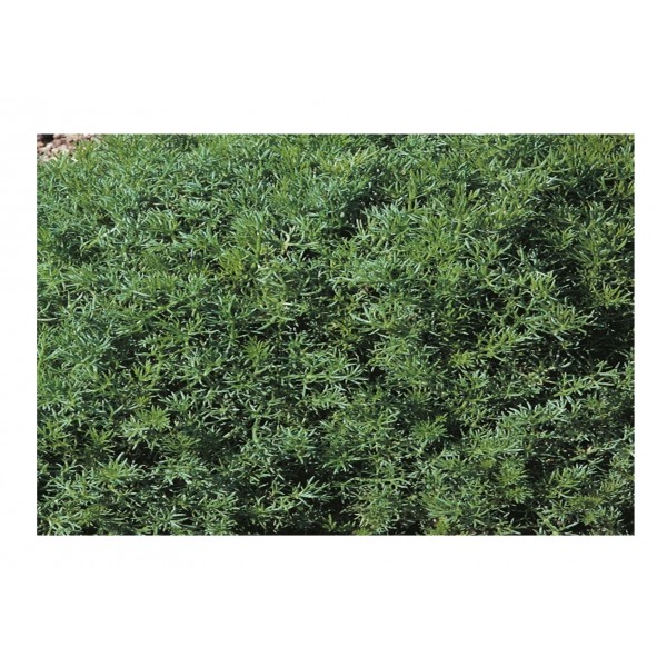 Kings Herb Chamomile Lawn Perennial