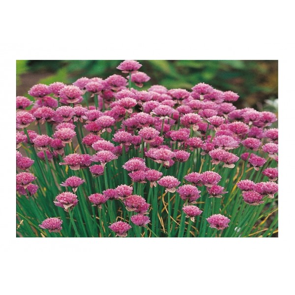 Kings Chives