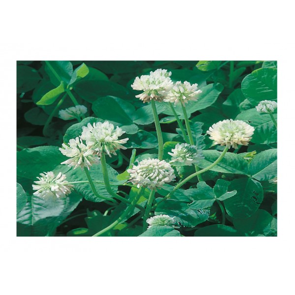 Kings White Clover