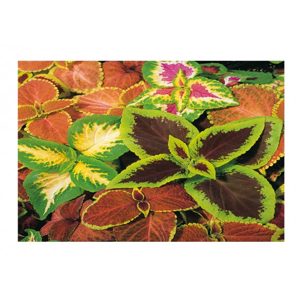 Kings Coleus Top Crown