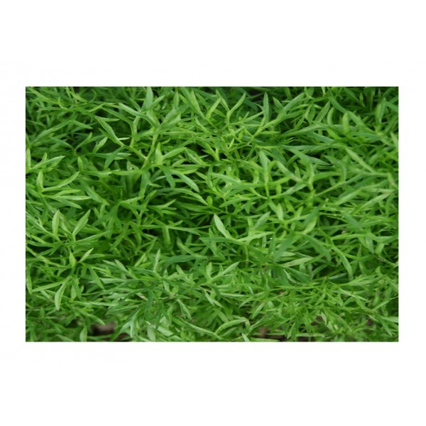 Kings Herb Coriander Confetti