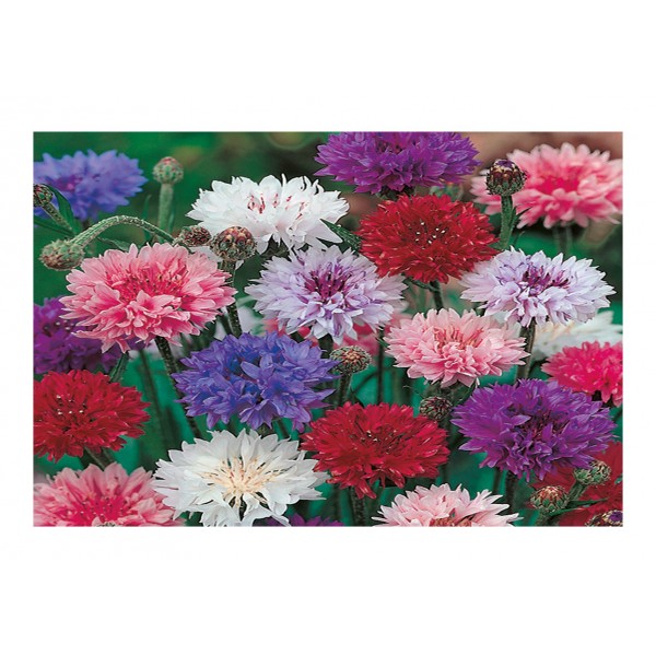 Kings Cornflower Double Mixed