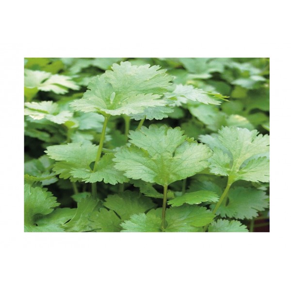 Kings Herb Coriander Annual