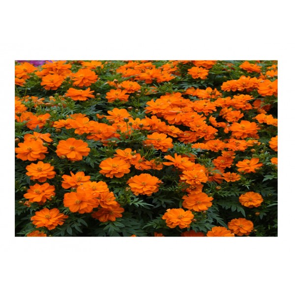 Kings Cosmos Sulphureus Mandarin