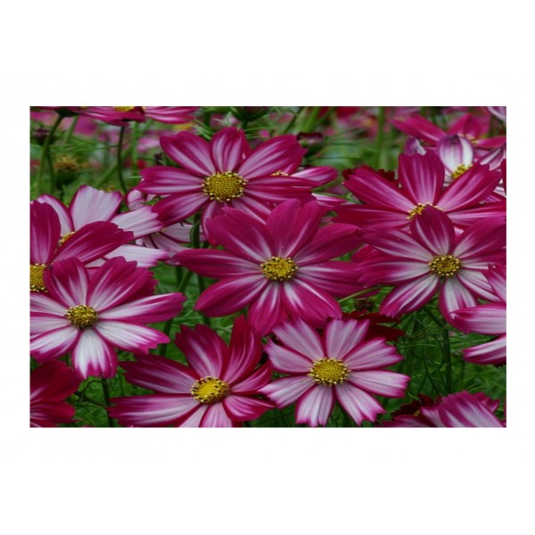 Kings Cosmos Cosimo Red-White