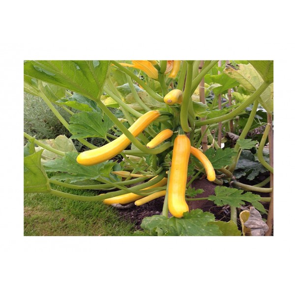 Kings Courgette  Shooting Star F1