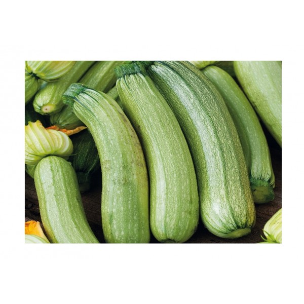 Kings Courgette Zucchini