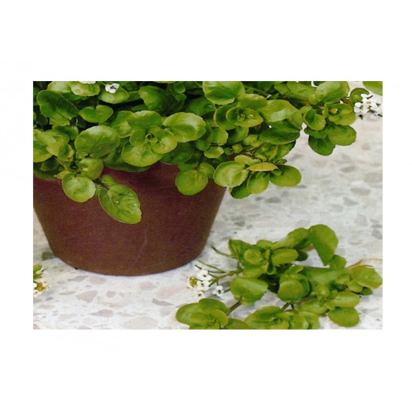Kings Cress Land (American)