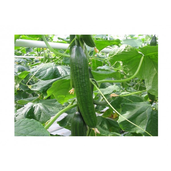 Kings Cucumber Femspot F1