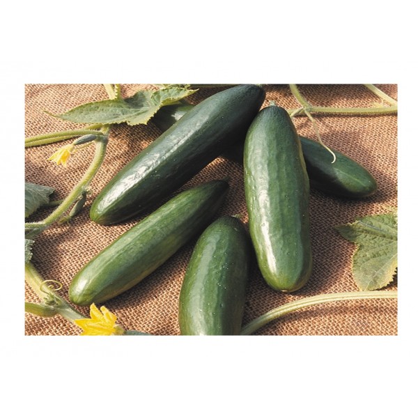 Kings Cucumber La Diva