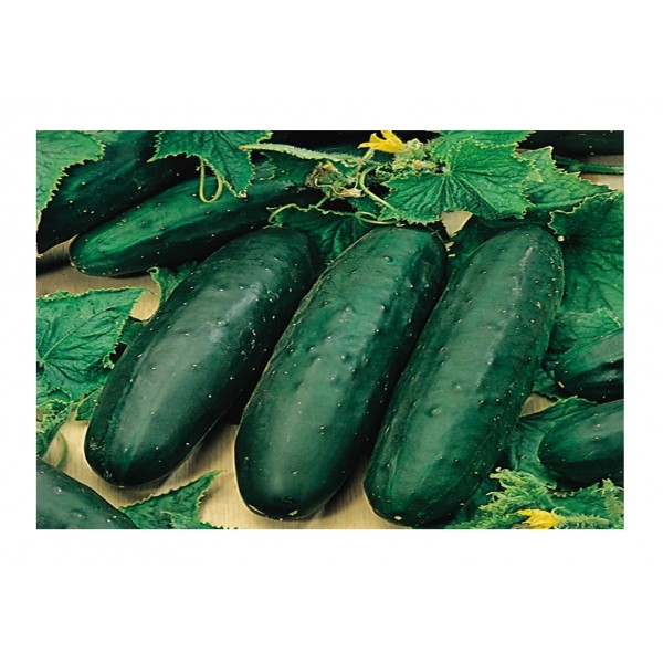 Kings Cucumber Marketmore 76