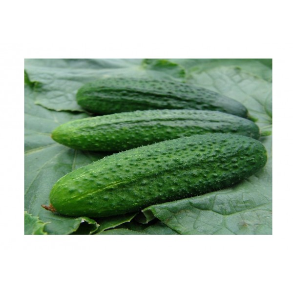 Kings Cucumber Partner F1 (Gherkin)