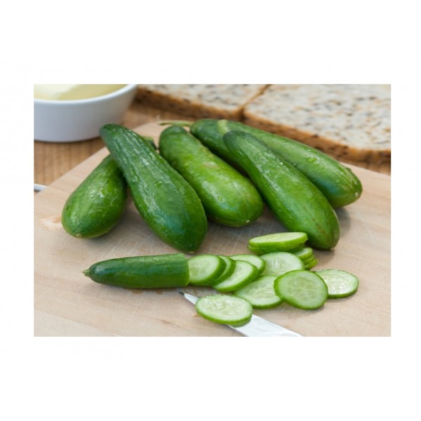 Kings Cucumber Mini Munch F1