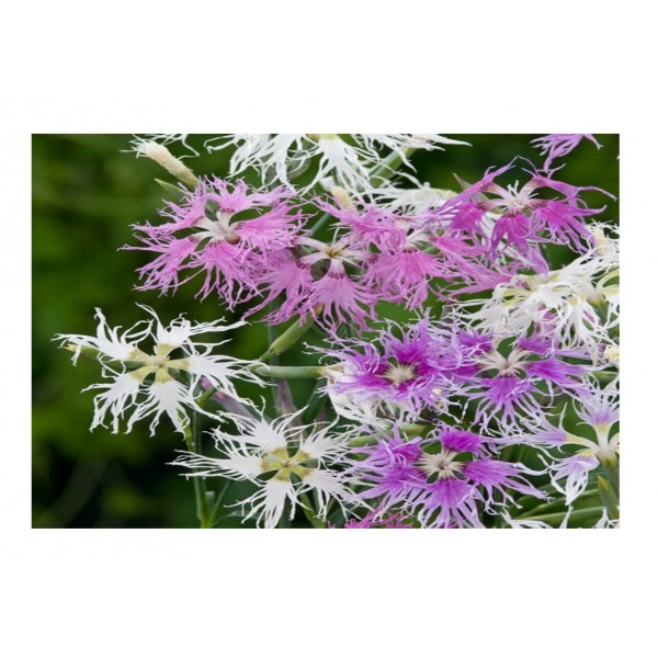 Kings Dianthus Hybridus Rainbow Loveliness