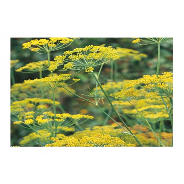 Kings Herb Dill Annual