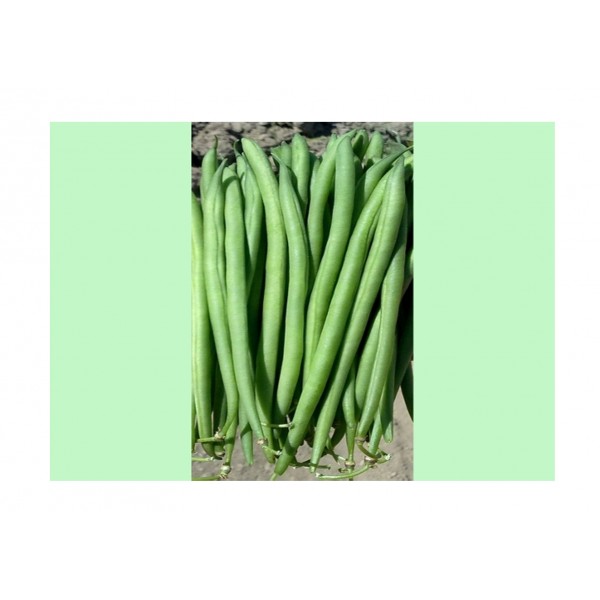 Kings Dwarf French Bean Faraday