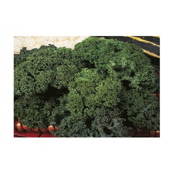 Kings Kale Dwarf Green Curled