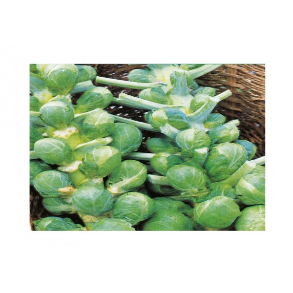 Kings Brussels Sprout Darkmar 21