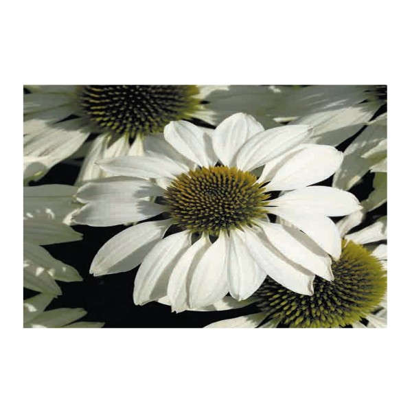 Kings Echinacea White Swan Prima Donna