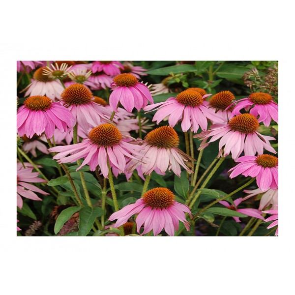 Kings Echinacea Purple Coneflower